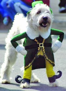 dog_dressed_up_for_christmas-366