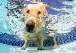 image-f43142f46dec3b841a5e1f3cf65da284928c3bdd39b3770ae843c32be23e2165-V_resized