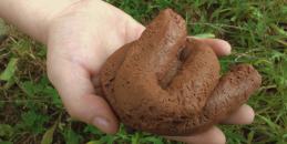 Dog-poop-1000px