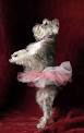 dog ballet
